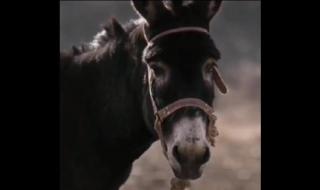 文章和驴的电影