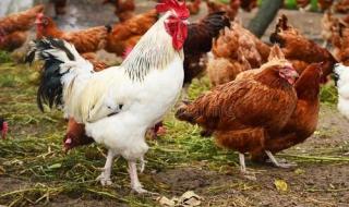 狗为伴侣动物拟禁食