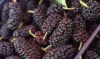 桑葚如何清洗能生吃