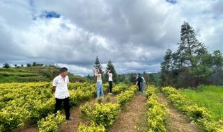 贵州村超水平怎么样