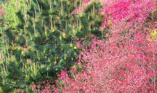 夜半三更哟盼天明