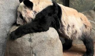 丫丫回国最新动态