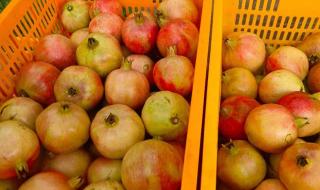 突尼斯软籽石榴产地